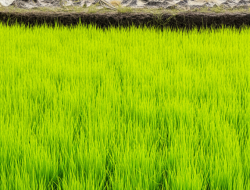 Akibat Program Cetak Sawah Baru terhadap Penciptaan Beras